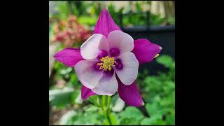 Aquilegia  Columbine [upl. by Uriia]