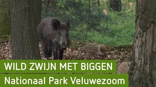 Wild zwijn met biggen  Nationaal Park Veluwezoom [upl. by Malissa]