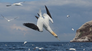 The Gannets Of Bass Rock  The Largest Gannet Colony In The World amp Their Relationship With Dolphins [upl. by Siravat]