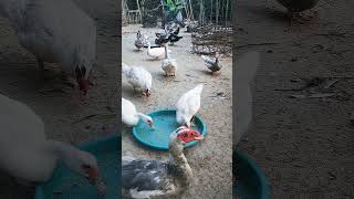 Muscovy duck duck duckbill lovelyduck swan meeting swans animals animalworld chicken [upl. by Waldron417]