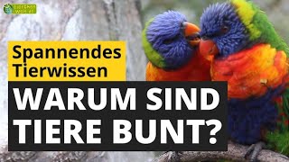 Farben im Tierreich Warum gibt es knallbunte Tiere  TierDoku für Kinder [upl. by Donoghue]