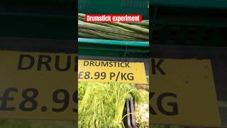 Waiting for DrumsticksMoringa tree from seed gardeningtelugushortsteluguvlogs ytshortsviral [upl. by Mor]