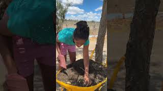 Plantando coentro no carrinho de mão [upl. by Nibas]