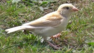 White House Sparrow  Leucistic Birds [upl. by Ermina314]