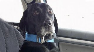 When Dogs Realizing Theyre Going to the Vet  Funniest Reaction [upl. by Sergias]