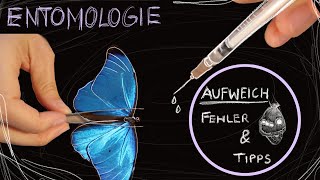 Entomologie ANFÄNGER TIPPS zum Aufweichen mit Spritze und zum Präparieren [upl. by Deutsch446]