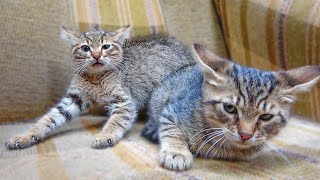 2 Angry Feral Kittens Hiss at Me And Try to Explore New Territory  Angry Cats  Lucky Paws [upl. by Nelie224]