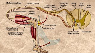 CLASSIFICATION OF REFLEXES [upl. by Lathrope]