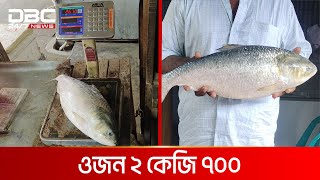 ১৩ হাজার টাকায় ১টি ইলিশ  DBC NEWS Special [upl. by Anirok]