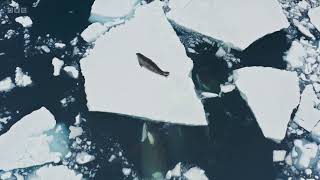 How Killer Whales attack a seal on a large iceberg [upl. by Ainesej]