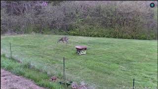 LIVE Deer Cam Virginia [upl. by Ellett338]