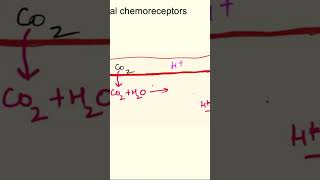 Central chemoreceptors  chemical regulation of respiration respiratory physiology mbbs [upl. by Anes592]