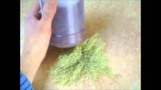 Oregon Usnea lichen Identification and Usage Ideas TCM THEORY [upl. by Doak]