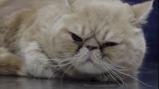 CATS – Brachycephalic cats a common syndrome in Exotic and Persian cats [upl. by Laicram]