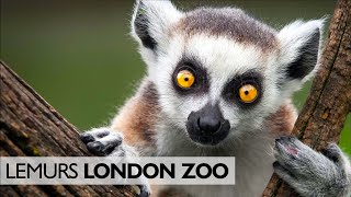 Lemurs at London Zoo [upl. by Rekoob]