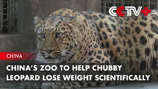 China’s Zoo to Help Chubby Leopard Lose Weight Scientifically [upl. by Emmalynn]