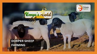 Kenyas Gold  Dorper Sheep Farming [upl. by Gellman]