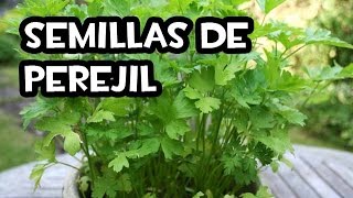 Como Conseguir Semillas de Perejil  Semillas Orgánicas  La Huerta de Ivan [upl. by Ennovoj]