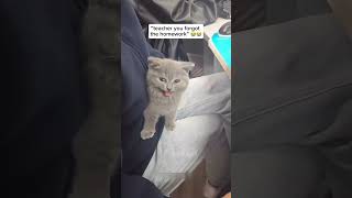 shortvideo petschannel yourpet cat funny pets petchannel [upl. by Adelpho]