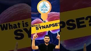 Synapse  What is Synapse  Synapse kise kahte hai  synapse biology shorts neurology [upl. by Elinor]