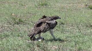 MARTIAL EAGLE UNBELIEVABLY KILLS AND DRAG A WHOLE BABY TGAZELLE [upl. by Pheni141]