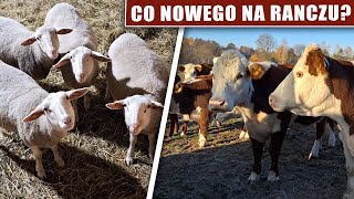 Co nowego na Ranczu [upl. by Anihc]