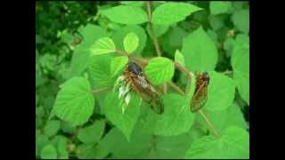 Cicada Distress Calls Brentsville VA [upl. by Hairahcaz]