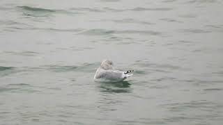 Herring Gull Larus argentatus Landtong Rozenburg ZH the Netherlands 10 Nov 2024 78 [upl. by Tehcac]