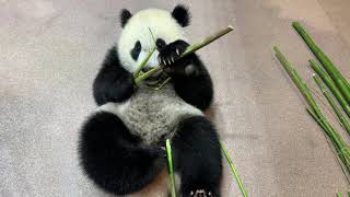 PandaStory Giant Panda Xiao Qi Ji Devours Bamboo Shoots [upl. by Iclehc]