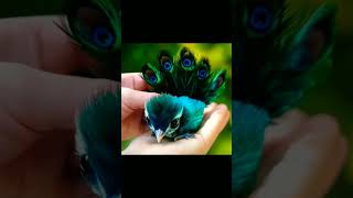 Baby peacock is very beautiful shortviral birds viralvideo viralshort viral youtubeviralshort [upl. by Angrist]