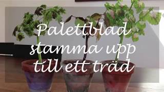 Palettblad stamma upp till ett träd [upl. by Bury225]