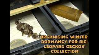 Organising winter dormancy for a big leopard geckos collection [upl. by Oira987]