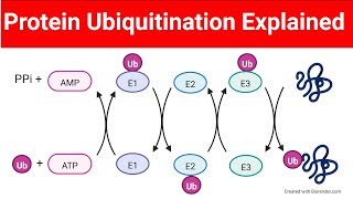 Ubiquitination of Proteins  Protein Ubiquitination Biologylectures [upl. by Eastlake700]