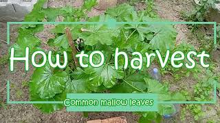 How To Harvest Common Mallow Leaves [upl. by Holub]