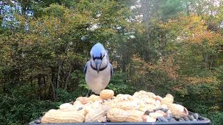 Woodpecker Blue Jays Chickadee [upl. by Lekzehcey]