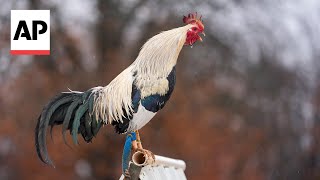 Cockfighting draws worries in Oklahoma [upl. by Marielle]