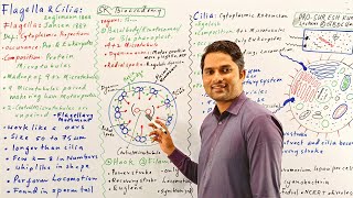 Flagella strcuture and functionFlagella and Cilia class 11Cell bio HindiUrdu Prof Suresh Kumar [upl. by Arney638]