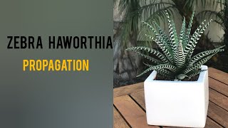 How to Propagate Zebra Haworthia Zebra haworthia [upl. by Appel469]