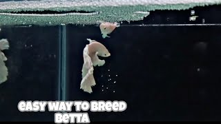 How to breed BETTA FISH  Step by step breeding process  easiest way to breed betta [upl. by Robby984]