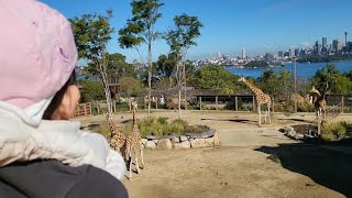 성장기록호주 시드니 타롱가 주Taronga Zoo Sydney [upl. by Issie]