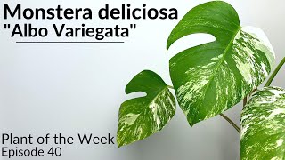 How To Care For Variegated Monstera Monstera deliciosa quotAlbo Variegataquot  Plant Of The Week Ep 40 [upl. by Bascio]