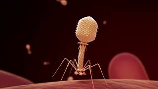 Fighting Infection with Phages [upl. by Marline139]