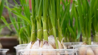 TIMELAPSE Useful Tips amp Tricks Propagating Growing Garlic on Balconies at Home for Beginners [upl. by Aydiv]