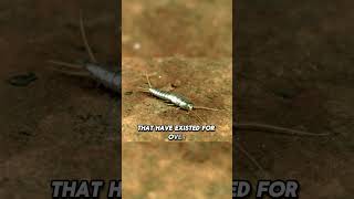 🐜 Silverfish ancient survivors with serious staying powerviralvideo trending trendingshorts [upl. by Mellicent164]