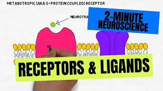 2Minute Neuroscience Receptors amp Ligands [upl. by Fregger366]