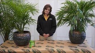 How to Care for a Majesty Palm ENGLISH GARDENS [upl. by Nedia]