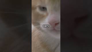 Did You Know Cats Have Over 20 Muscles in Each Ear [upl. by Sexton231]