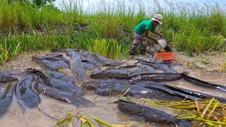 Wow Amazing fishing Catch a lot of fish in the fields near the road [upl. by Dorreg]