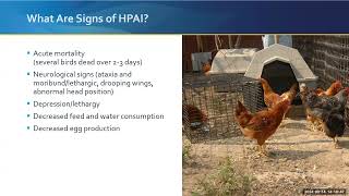 Biosecurity on a Budget Pro Tips to Protect Your Poultry [upl. by Reggis]