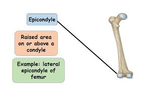 Epicondyle Bone marking [upl. by Oirom3]